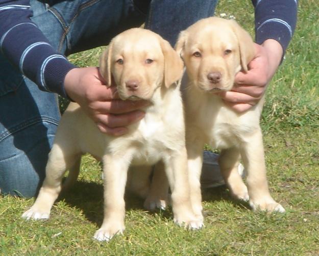 Cachorros de Labrador crema