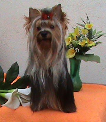 Cachorros Yorkshire Terrier Exc Pedigri