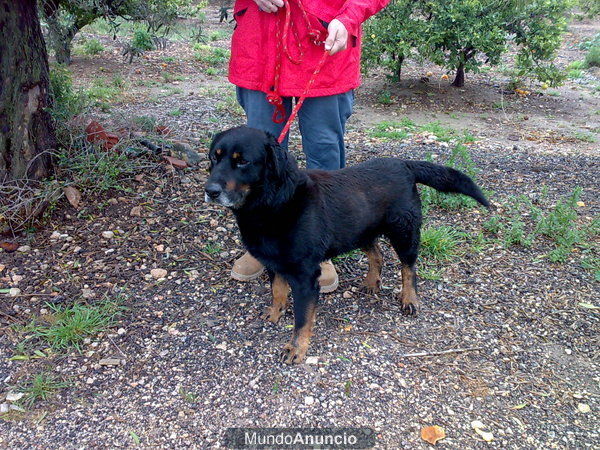 Dayson,cruce labrador en adopcion