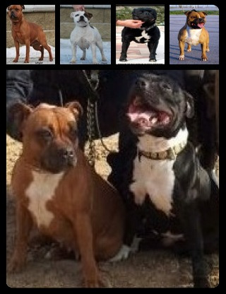 impresionante camada de staffordshire bull terrier