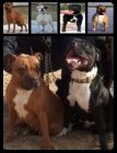 impresionante camada de staffordshire bull terrier - mejor precio | unprecio.es