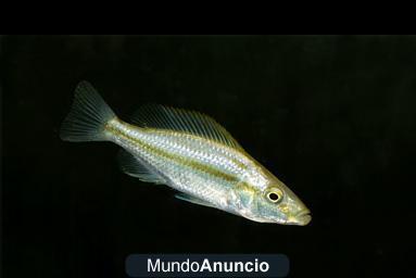 oferta- peces