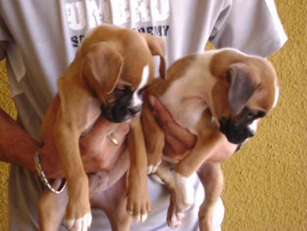 Preciosos cachorros BOXER