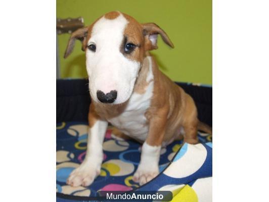 Tu bullterrier, muy buen precio