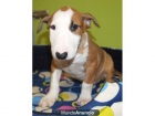 Tu bullterrier, muy buen precio - mejor precio | unprecio.es