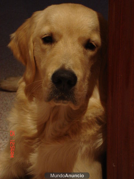 venta de golden retriever