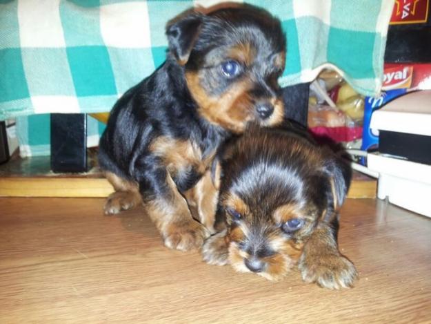 Yorkshire Terrier 300 euros