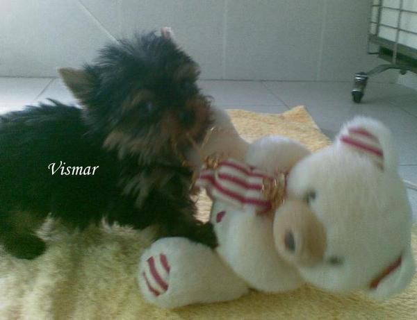 Yorkshire Terrier (Yorky) pequeñisimos 150