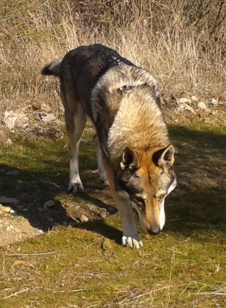 Campeón de España para montas perro lobo checoslovaco