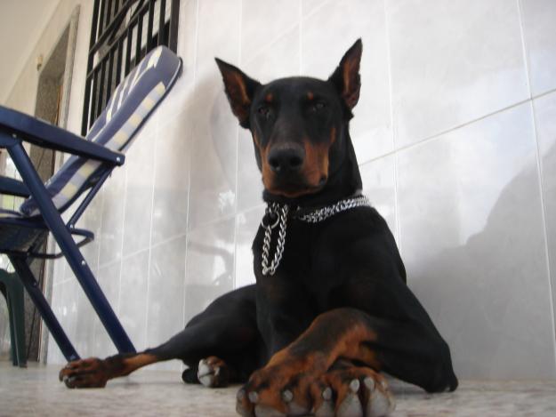 cachorras de doberman