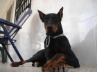 cachorras de doberman - mejor precio | unprecio.es