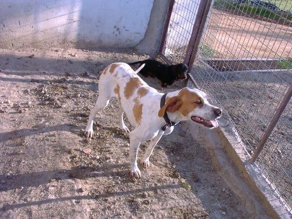 Cachorros de pointer