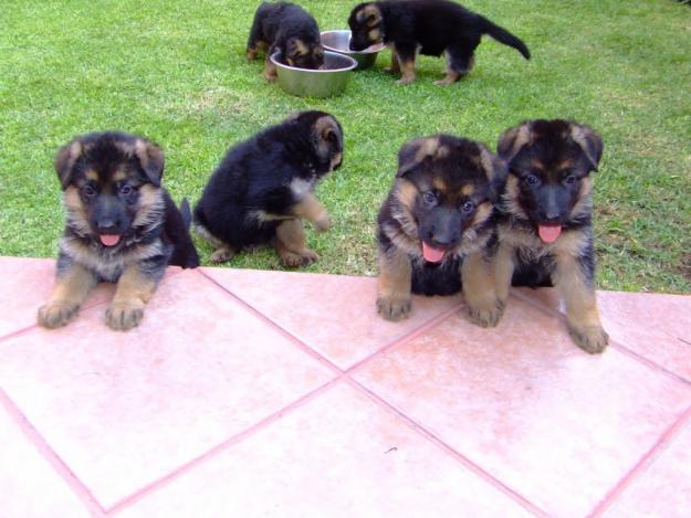 EXCELENTES CACHORROS PASTOR ALEMAN NEGRO FUEGO LEGITIMOS