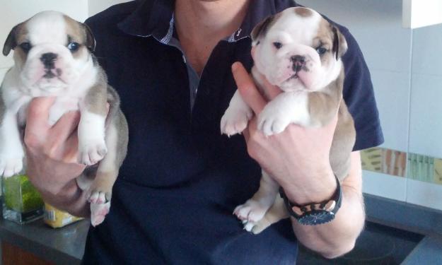 Preciosa camada Bulldog Ingles