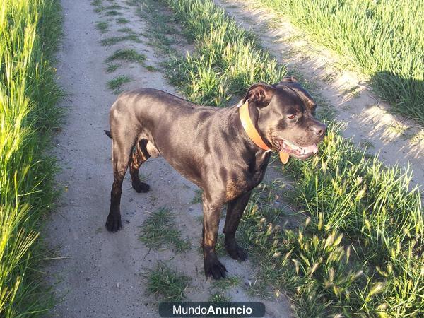 SE OFRECE MACHO DE ALANO ESPAÑOL PARA MONTAS