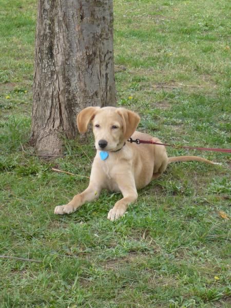 urgente regalo perrita