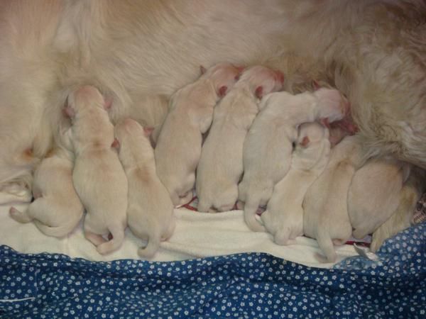 VENDO PRECIOSA CAMADA GOLDEN RETRIEVER.NAVIDADES