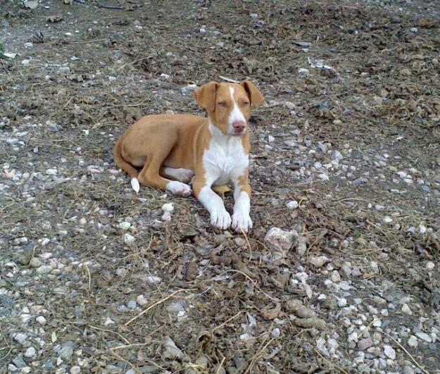 Yago cachorro de 4 meses en adopción