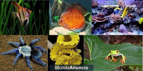 accesorios y alimento vivo para reptiles