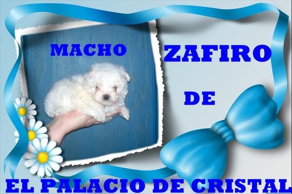 bichon maltes macho toy con pedigri loe