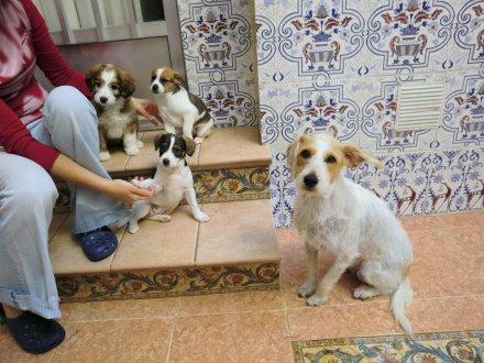 Brisa y Seda, mami y su cachorra en adopción,  necesitan un hogar