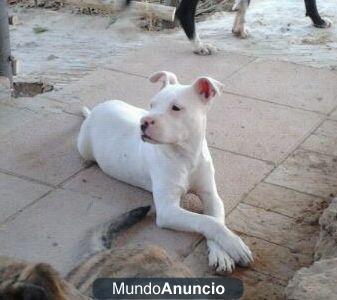 cachorro pitbull