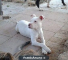 cachorro pitbull - mejor precio | unprecio.es