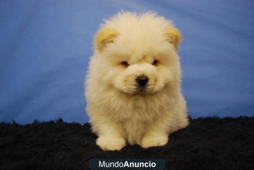 Chow Chow, machos y hembras, varios tonos, vealos en www.doogs.es  DISPONIBLES PARA ENTREGARSE