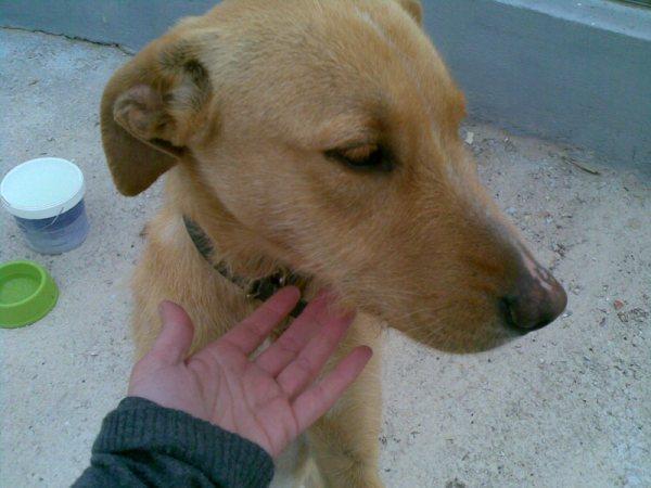 cloe,perrita en la calle,adopcion urgente