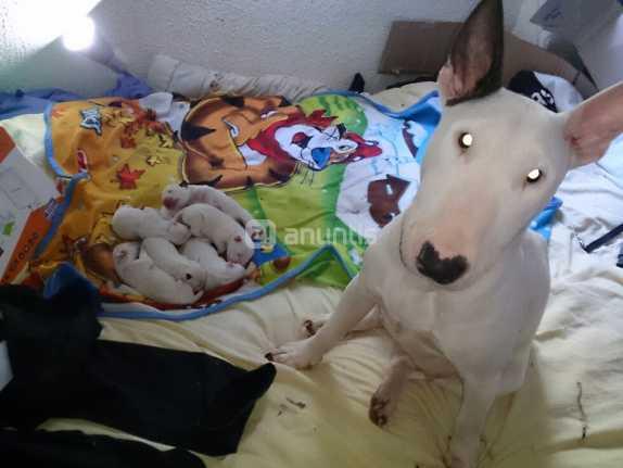 Excelente camada BullTerrier