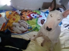 Excelente camada BullTerrier - mejor precio | unprecio.es