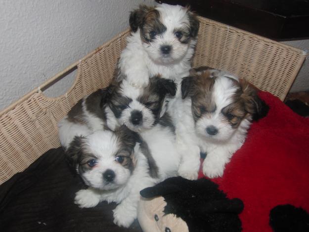 Preciosos cachorros shih tzu