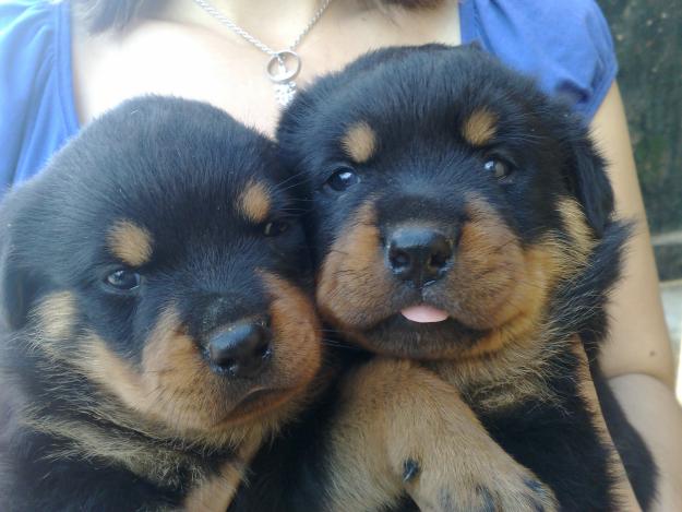 vendo cachorros de rottweiler por 300 €