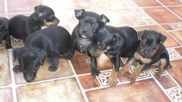 busco pinscher toy en chiclana de la frontera