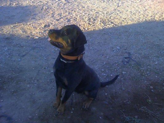 LUNA rottweiler en adopción.