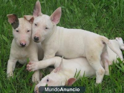 Regalo Bull Terrier cachorros