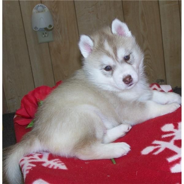 Siberian Husky Cachorro (Reese)