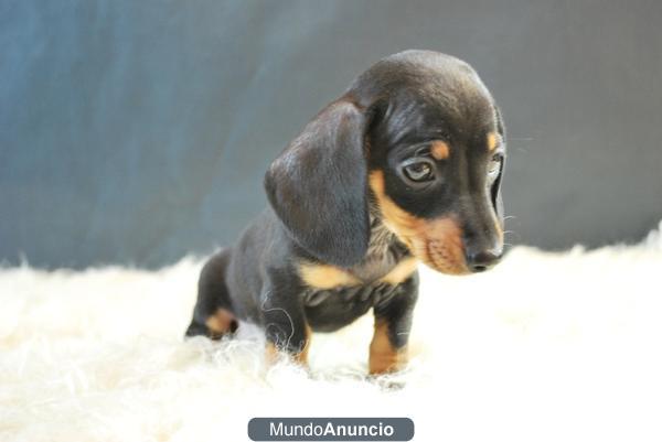 Teckel Miniatura fantasticos cachorros con pedigree