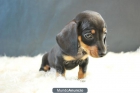 Teckel Miniatura fantasticos cachorros con pedigree - mejor precio | unprecio.es