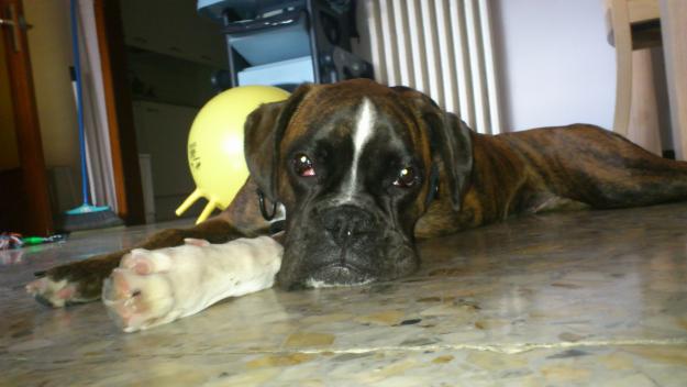 vendo cachorra de boxer 6 meses