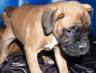 vendo cachorritos de Boxer, economicos - mejor precio | unprecio.es