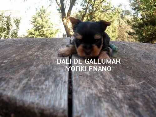 yorkshire terrier  enanos 450eu