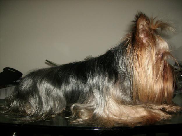 YORKSHIRE TERRIER TOY PARA MONTAS