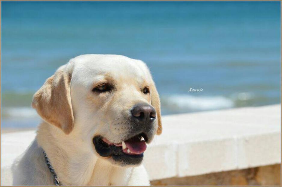 Javer-Keleb  Cría y selección de Labrador Retriever