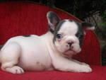 BULLDOG FRANCES, excelentes