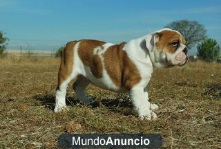 BULLDOG INGLES CACHORRETES DE PYRA RAZA CON PEDIGRE