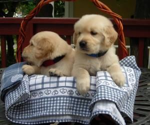 Cachorritos de golden retriever de can baba