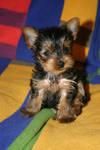 cachorro de yorkshire terrier