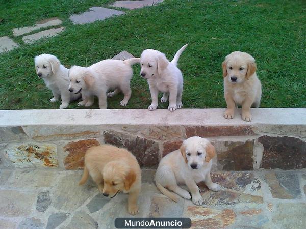 Cachorros de Golden Retriever