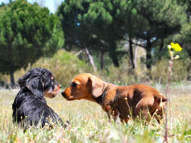 Cachorros de Teckel pelo duro liso y largo criados en un ambiente familiar y socializados